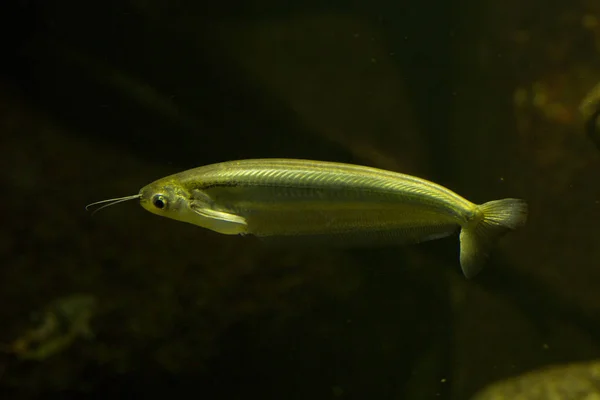Kryptopterus Cryptopterus Sheatfish — 스톡 사진