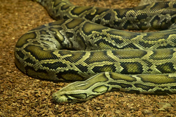 Μπουρμάνος Python Python Bivittatus — Φωτογραφία Αρχείου