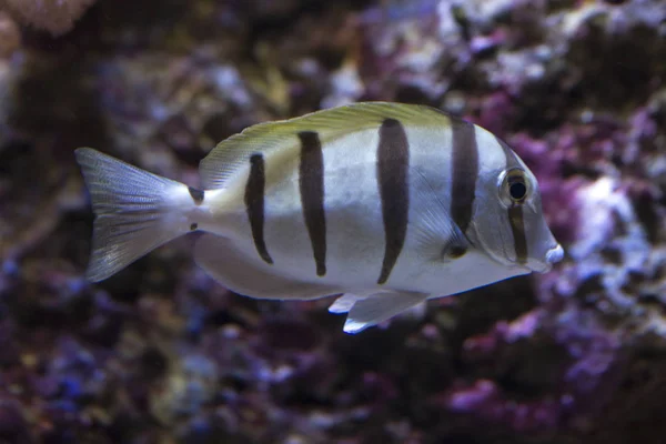 Acanthurus Triostegus Mahkum Tang Mahkum Surgeonfish — Stok fotoğraf