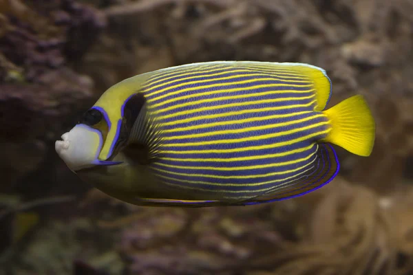 Pesce Angelo Imperatore Pomacanthus Imperator — Foto Stock