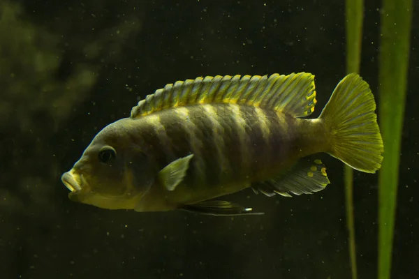 Zebrastreifen Maylandia Zebra — Stockfoto