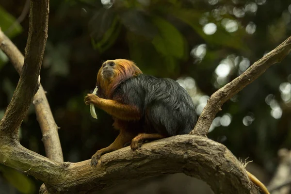 Tamarín León Cabeza Dorada Leontopithecus Chrysomelas —  Fotos de Stock