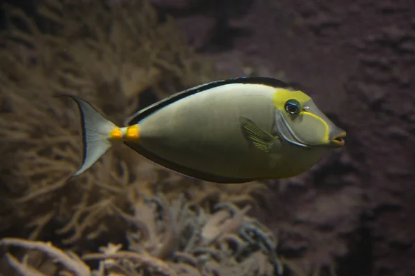 Pesce Naso Tang Naso Lituratus — Foto Stock