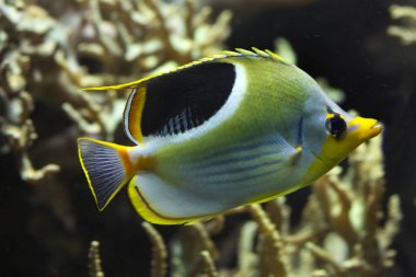 Eyer Butterflyfish (Chaetodon ephippium).
