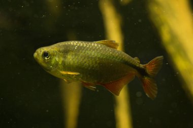  Buenos Aires tetra (Hyphessobrycon anisitsi).