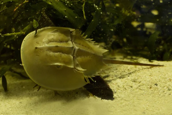 Atlantische Horseshoe Krab Amerikaans Horseshoe Krab Limulus Polyphemus — Stockfoto