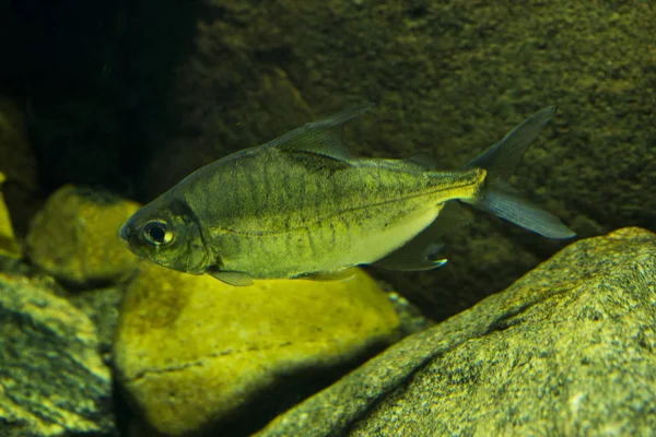 Πρόβατα Pacu Tiger Pacu Elongatus Pacu Acnodon Normani — Φωτογραφία Αρχείου