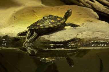 Sarı benekli harita kaplumbağa, sarı benekli testere (Graptemys flavimaculata).