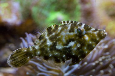 Kıl kuyruk filefish (Acreichthys tomentosus).