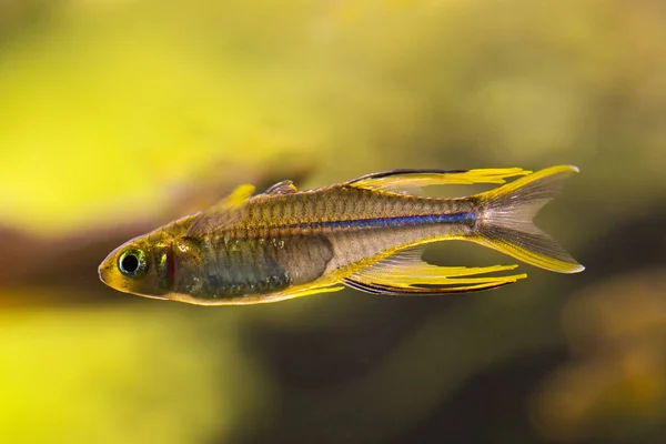 Tęczanka Celebes Marosatherina Ladigesi — Zdjęcie stockowe