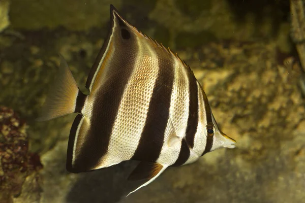 Oost Talma Afkappen Coralfish Chelmonops Truncatus — Stockfoto