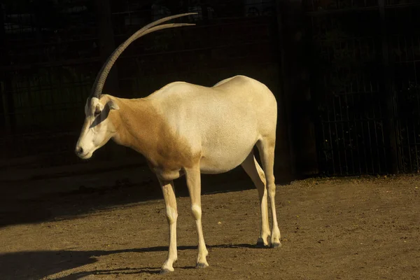 Pala Oryx Kıvrık Boynuzlu Oriks Sahara Afrika Antilobu Oryx Dammah — Stok fotoğraf