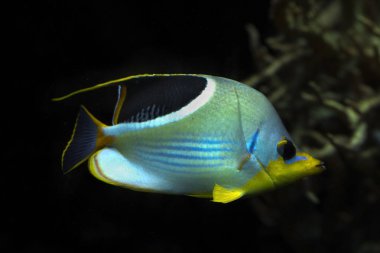 Eyer Butterflyfish (Chaetodon ephippium).