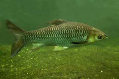 Hoven'ın sazan (Leptobarbus hoevenii).