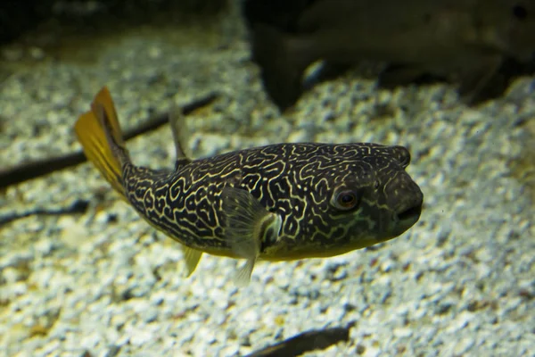 Mbu Puffer Gigante Puffer Gigante Puffer Água Doce Tetraodon Mbu — Fotografia de Stock