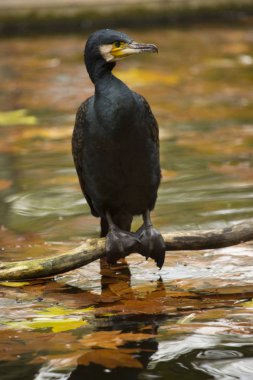 Büyük Karabatak (Phalacrocorax karbo).