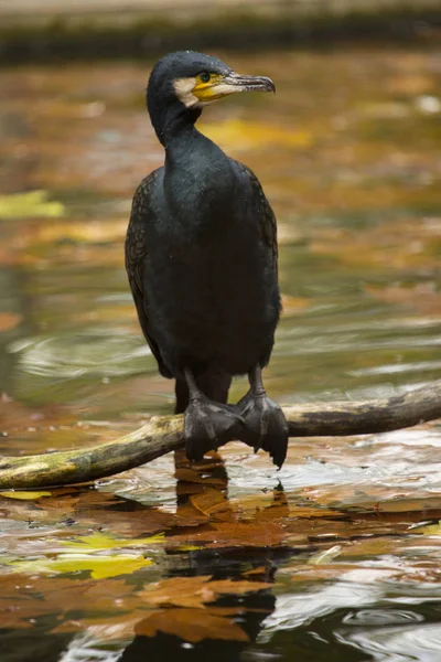 Grand Cormoran Phalacrocorax Carbo — Photo