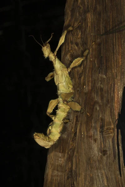 巨刺棍虫 刺叶虫 马克利的幽灵 澳大利亚手杖 Extatosoma Tiaratum — 图库照片