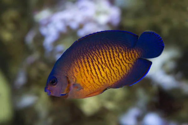 Twospined Angelfish Dusky Angelfish Coral Beauty Centropyge Bispinosa — Stock Photo, Image