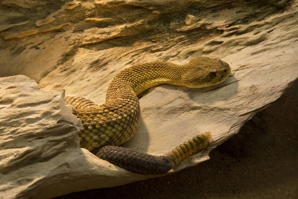 Mexican West Coast Rattlesnake Mexican Green Rattler Crotalus Basiliscus — Stock Photo, Image