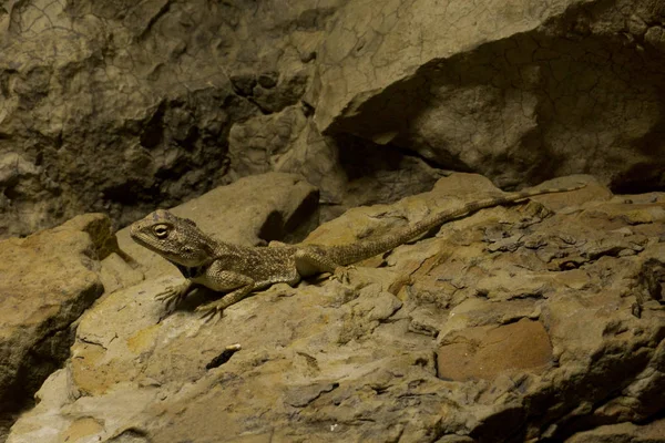 Savigny Agama Trapelus Savignii — Stock Fotó