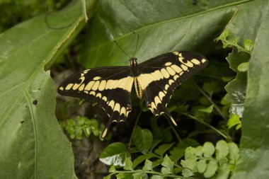   Kral swallowtail, Thoas swallowtail, Heraclides thoas (Papilio thoas).