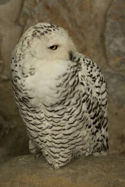 Kar Baykuşu (Bubo scandiacus).