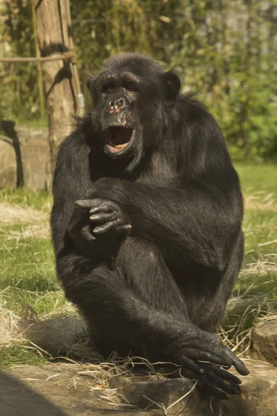 Chimpansee Robuuste Chimpansee Pan Troglodytes — Stockfoto