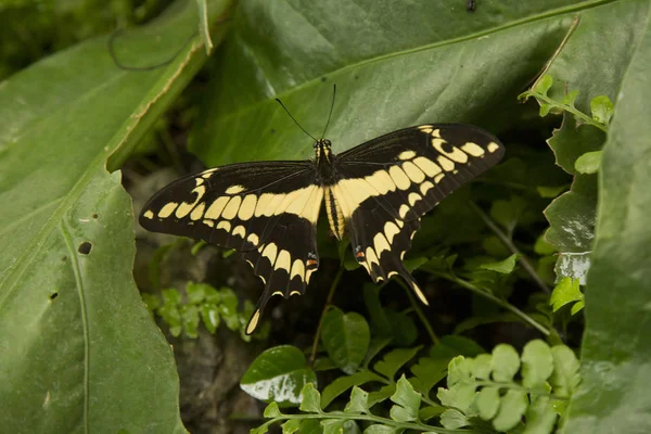 Rei Engolir Cauda Thoas Engolir Cauda Heraclides Thoas Papilio Thoas — Fotografia de Stock