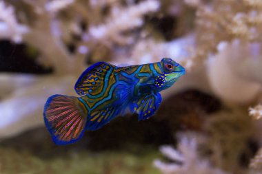  Mandarinfish, mandalina dragonet (Synchiropus splendidus).
