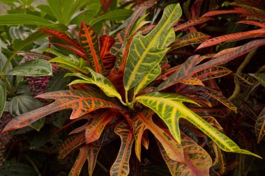 Codiaeum variegatum (Bahçe Kroton, alacalı Kroton).