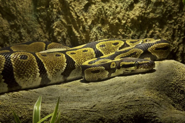 Python Piłkę Royal Python Python Regius — Zdjęcie stockowe