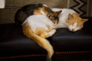 İki kedi kasaba Essaouira, Fas içinde bir bankta uyuyan.