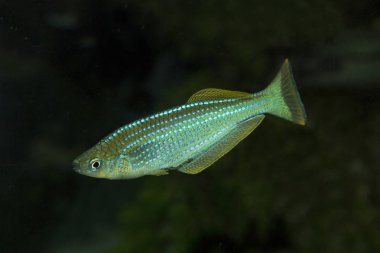 Tanganyika killifish (Lamprichthys tanganicanus). clipart