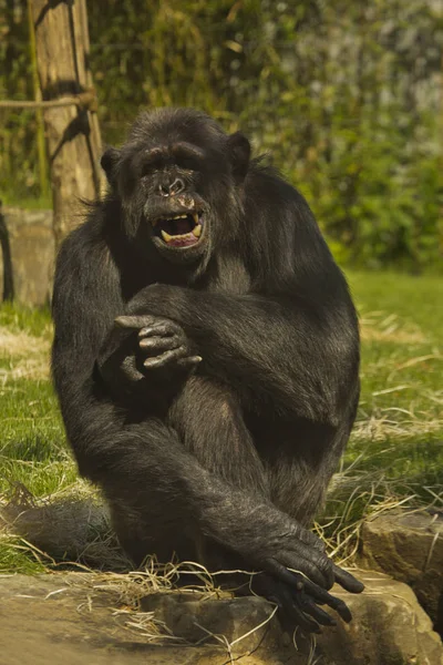 Chimpancé Chimpancé Robusto Pan Troglodytes — Foto de Stock