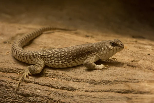 Iguana Del Deserto Dipsosaurus Dorsalis — Foto Stock