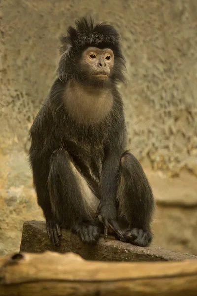 Javan Lutung Ebony Lutung Javan Langur Trachypithecus Auratus — Stockfoto