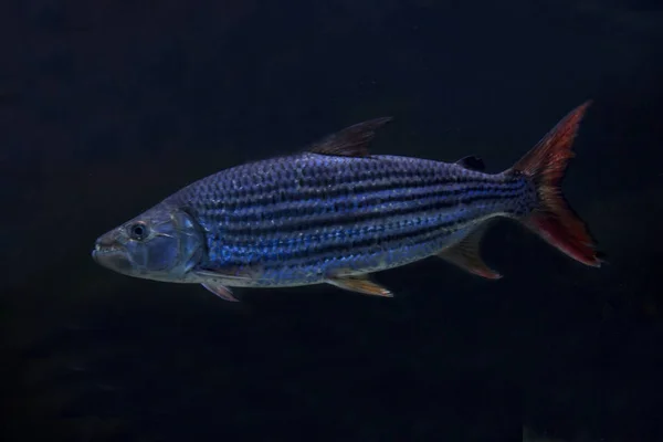 아프리카 Tigerfish Tiervis Ngwesh Hydrocynus Vittatus — 스톡 사진