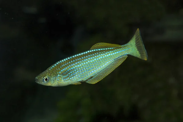 Tanganika Killifish Lamprichthys Tanganicanus — Stok fotoğraf