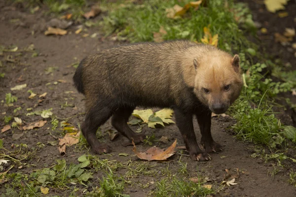 Cão Bush Speothos Venaticus — Fotografia de Stock