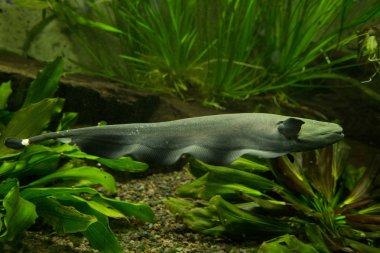  Siyah hayalet knifefish (Apteronotus albifrons).