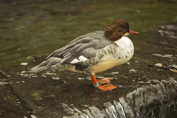 Merganser Común Goosander Mergus Merganser — Foto de Stock