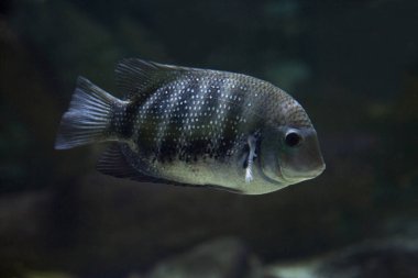 Zebra Tilapia (Heterotilapia buttikoferi).