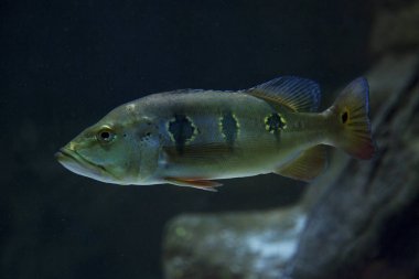 Orinoco tavus kuşu bas (Cichla orinocensis).