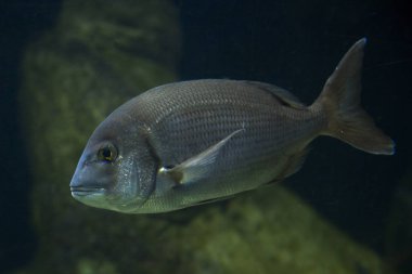 Aksiler Çupra (Pagellus acarne). 