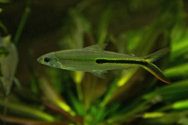 Slender Hemiodus, Kızıl Hemiodus, (Hemiodus gracilis, Hemiodopsis semitaeniata).