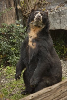 Gözlüklü ayı (Tremarctos ornatus).
