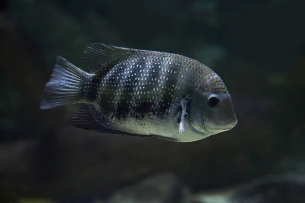 Zebratilapia Heterotilapia Buttikoferi — Stockfoto