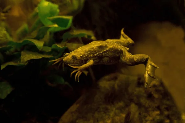 Afrika pençeli kurbağası, Afrika pençeli kurbağa, Afrika kurbağası pençe parmaklı, platanna (Xenopus laevis).