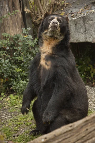 Gözlüklü ayı (Tremarctos ornatus).